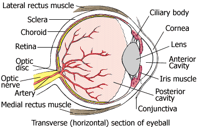 The Eyeball